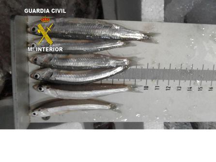 Intervenidos más de 100 kg de pescado inmaduro en Guarromán
