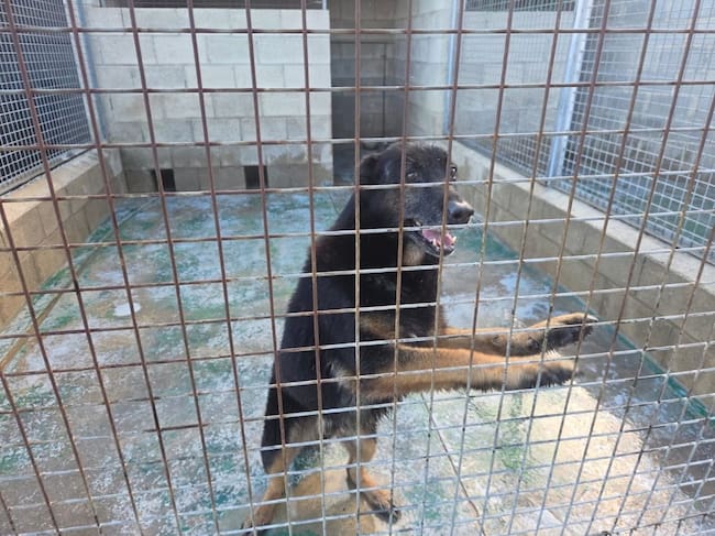 Visita al albergue canino municipal de Caudete