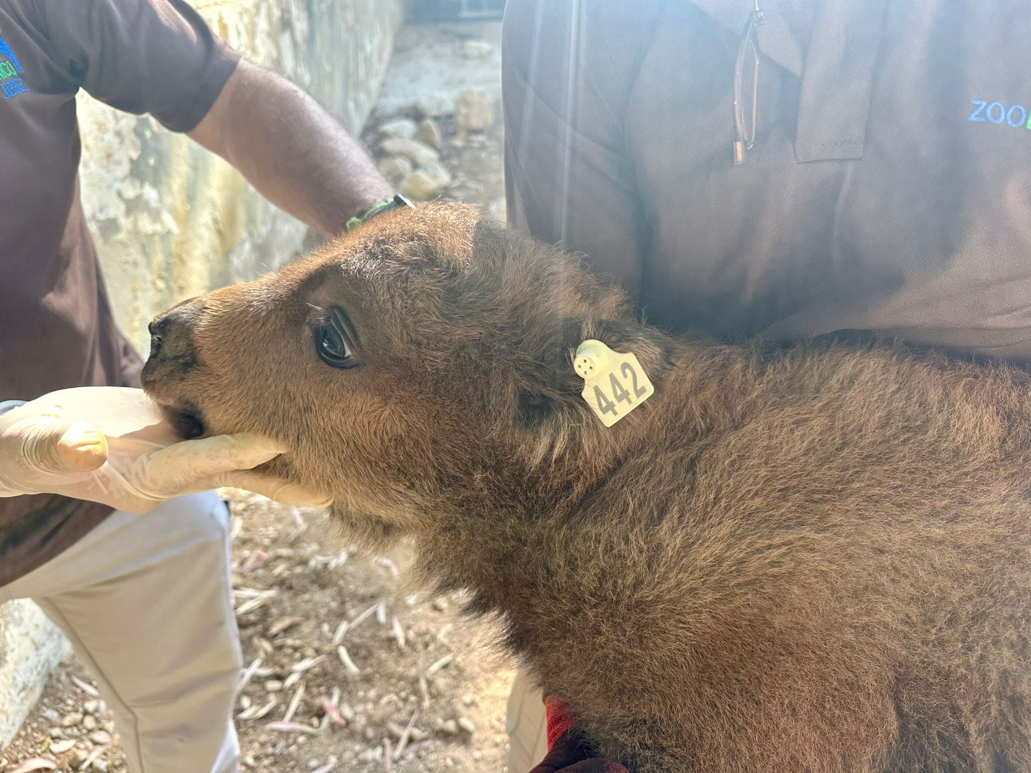 Cria del Bisonte europeo nacida en el Zoo de Jerez