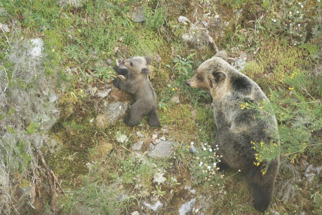 Ejemplares de Oso Pardo