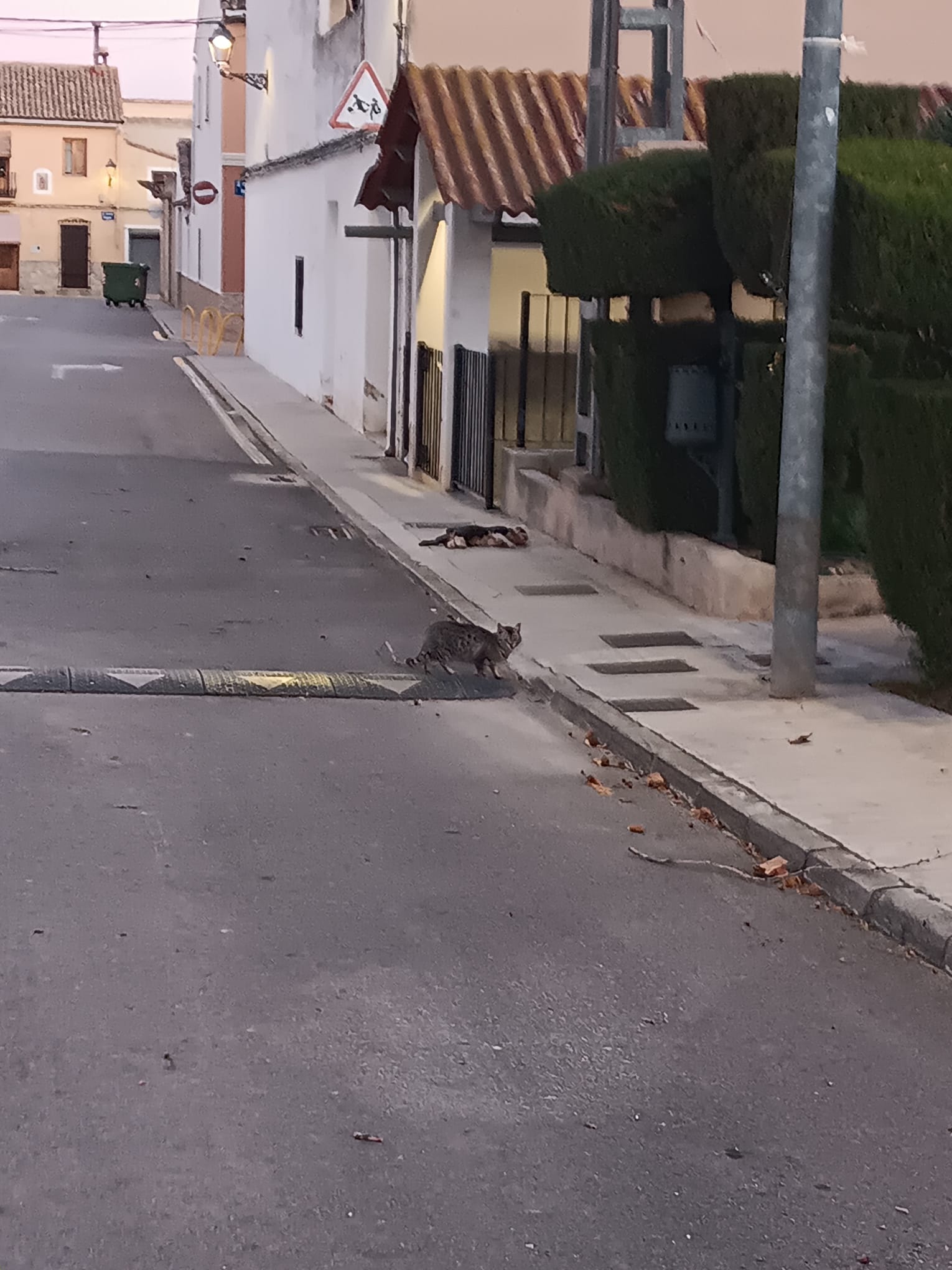 Preocupación por las colonias felinas de la Torre d&#039;En Lloris