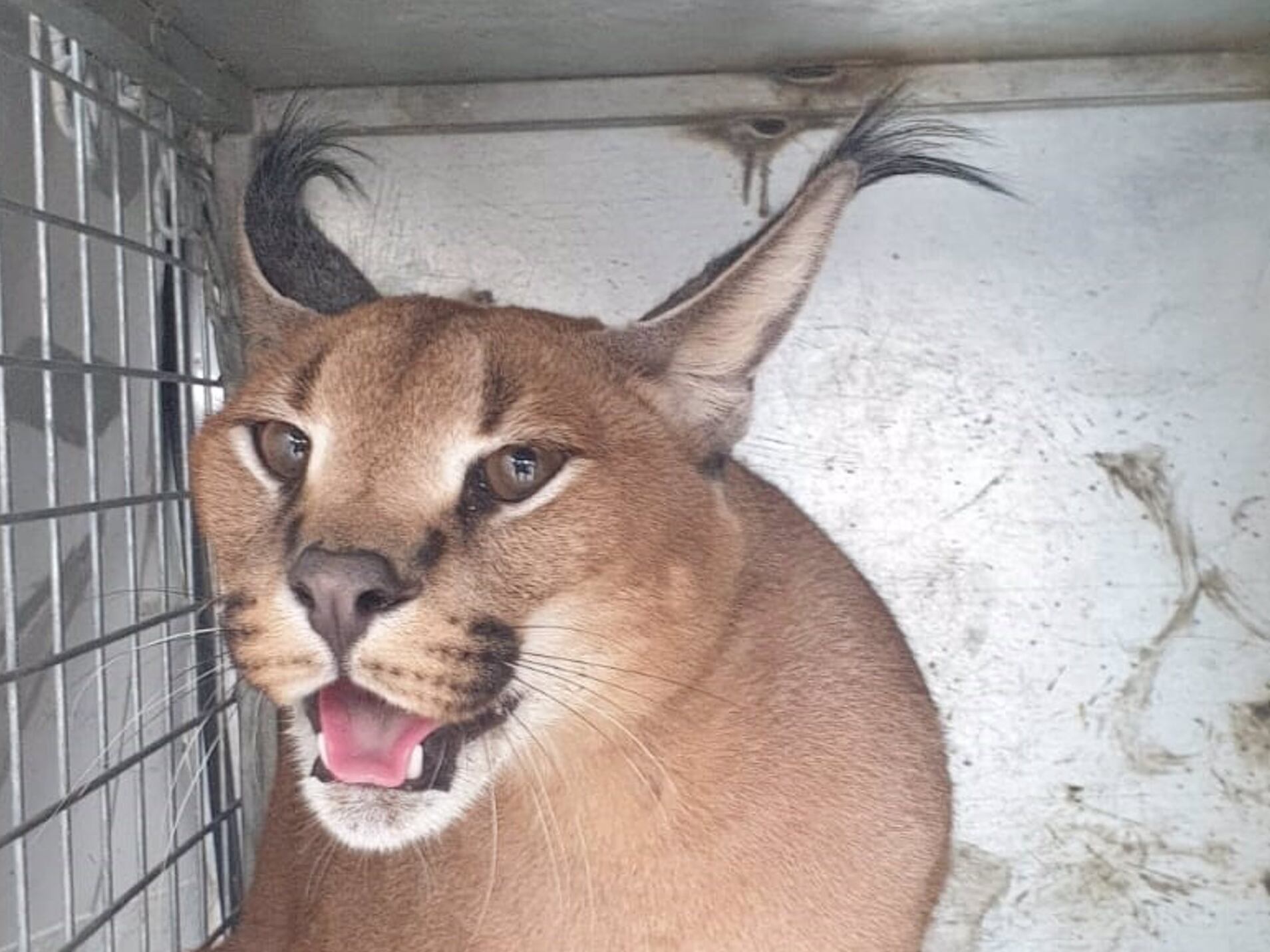 Caracat recuperado en un jardín de Marbella
