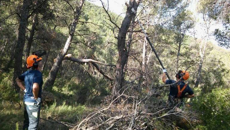 Los trabajos de limpieza de zonas forestales durarán tres meses