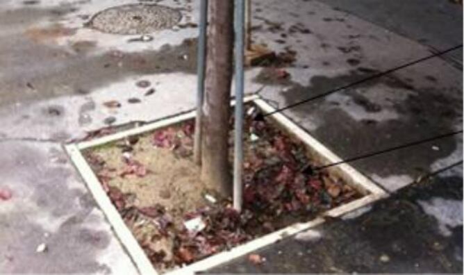 Alcorque en la calle Tenerías del que han salido ratas según una denuncia vecinal