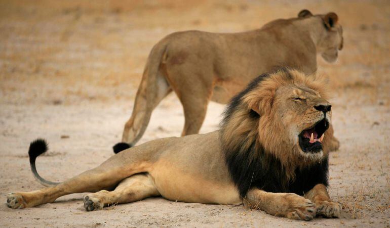 El león Cecil fue abatido por los disparos de un cazador norteamericano en el mes de julio del año 2015 en un Parque Nacional de Zimbabwe. 