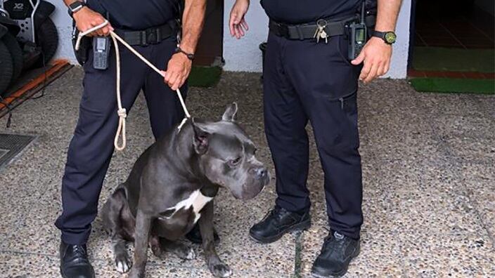 Un perro rescatado por la Policía