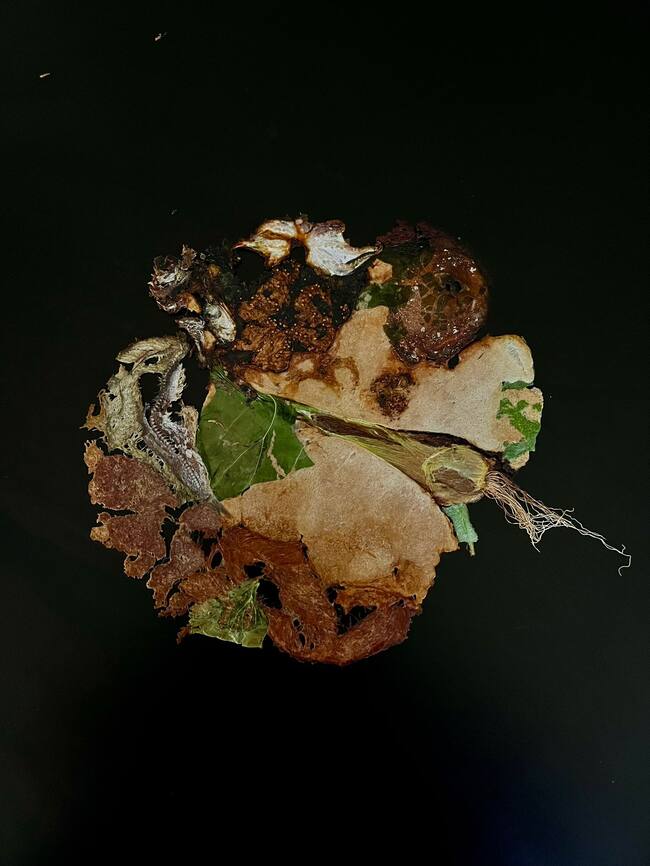 Fósil de la comida de subsistencia en la llegada de los primeros pobladores de la isla (siglo II).