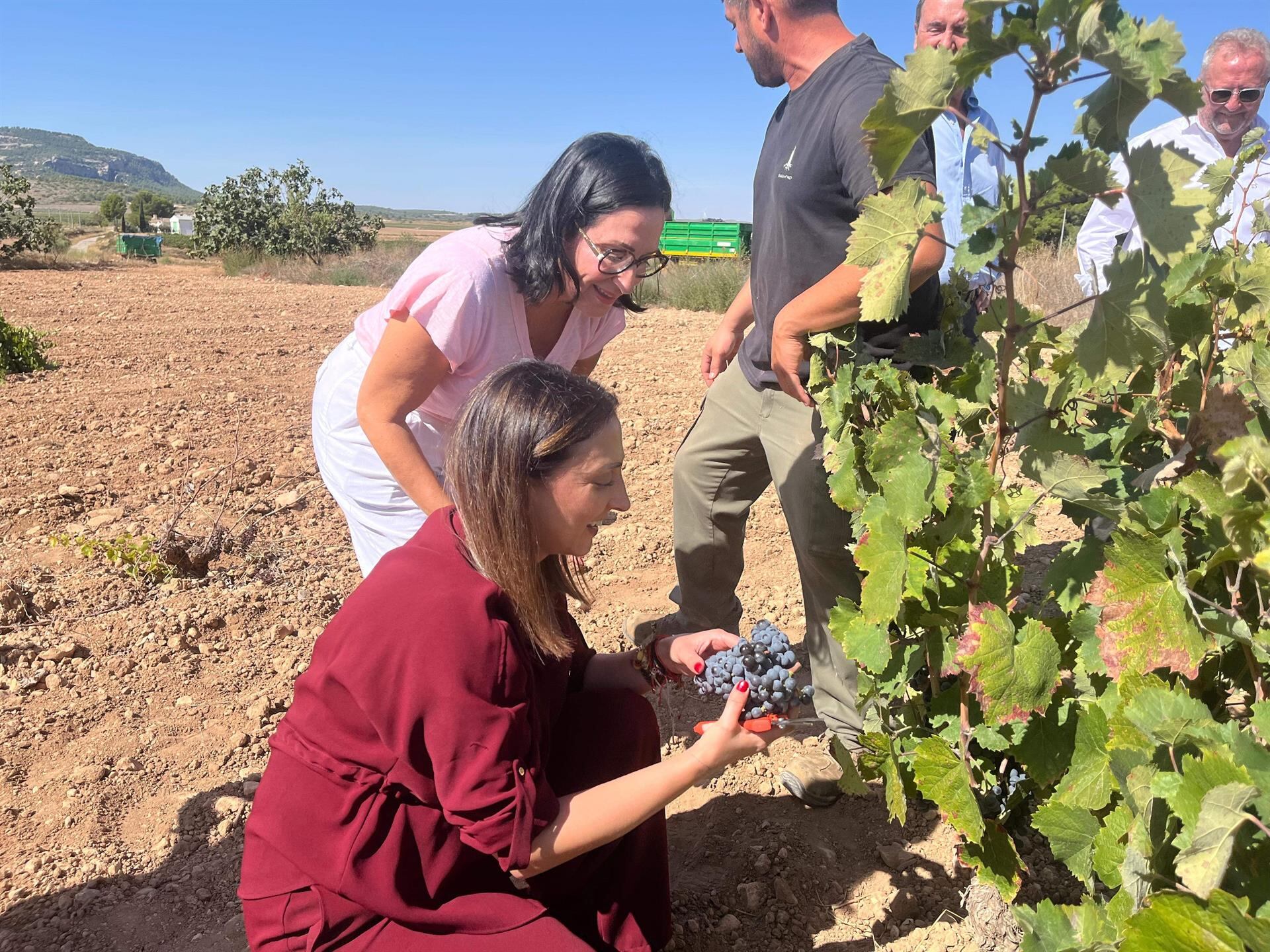 Las primeras tijeras ya cortan racimos: la Región inicia la vendimia 2025 con uvas de alta calidad y más de 8 millones en apoyo al sector