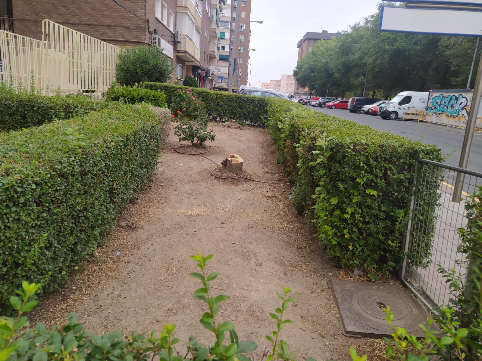 Los árboles talados en la calle Bélgica de Fuenlabrada