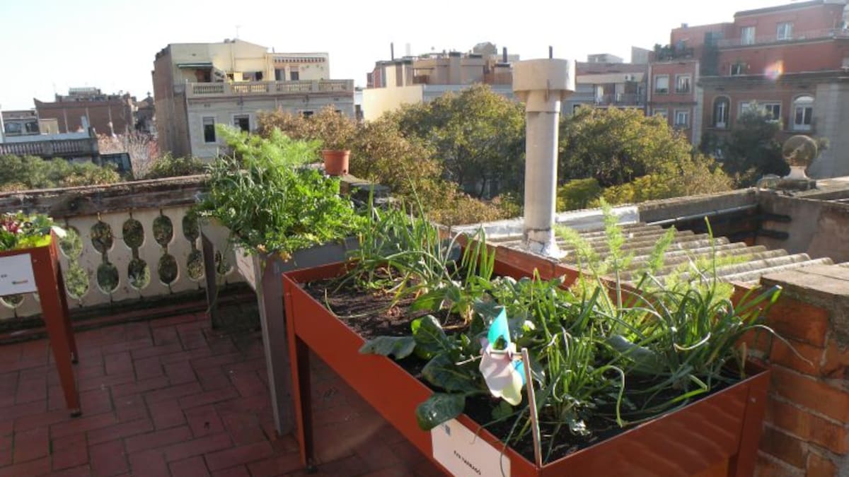 'Tenir un hort urbà et permet gaudir d'un temps més pausat i d'una sensació de seguretat alimentària'