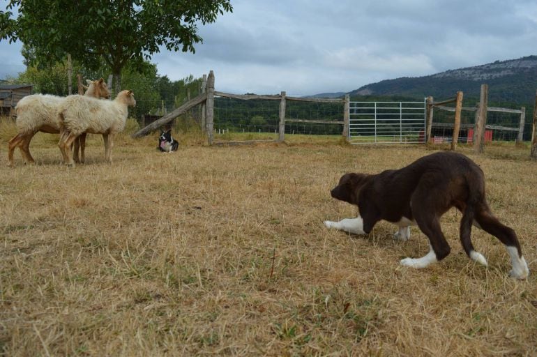 Perros pastoreando ovejas