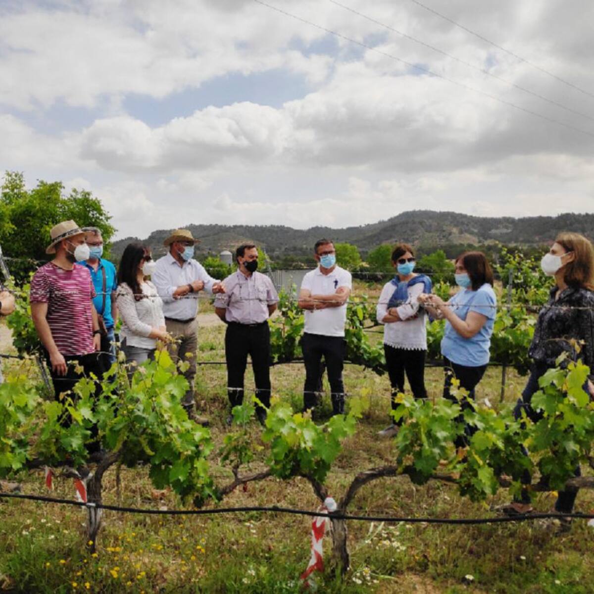 Murcia se sitúa como pionera en la búsqueda de nuevas variedades de uva para vino