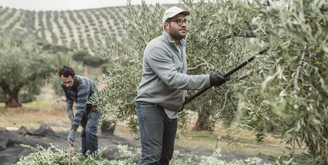 Dos jóvenes aceituneros recogen aceituna.