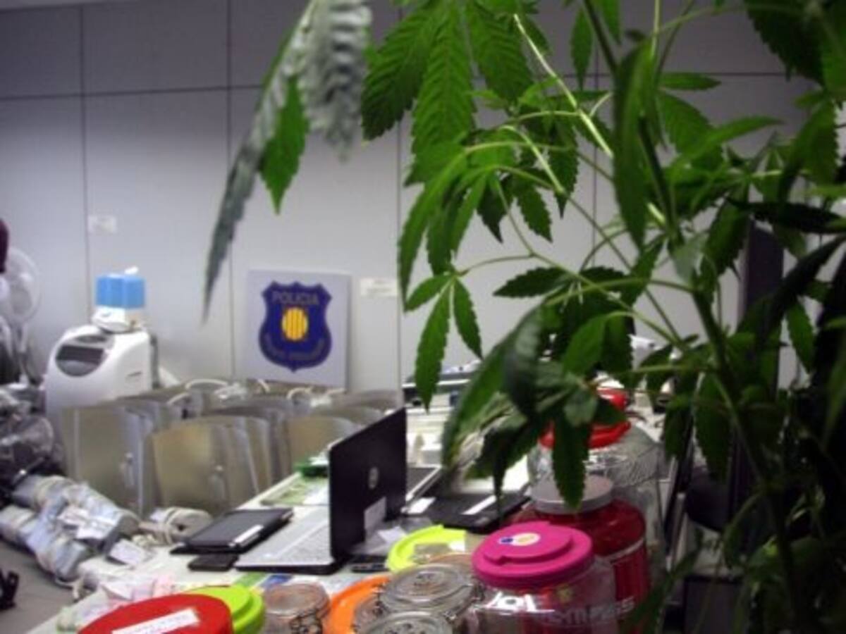 Descobertes dues plantacions de marihuana a la demarcació de Barcelona