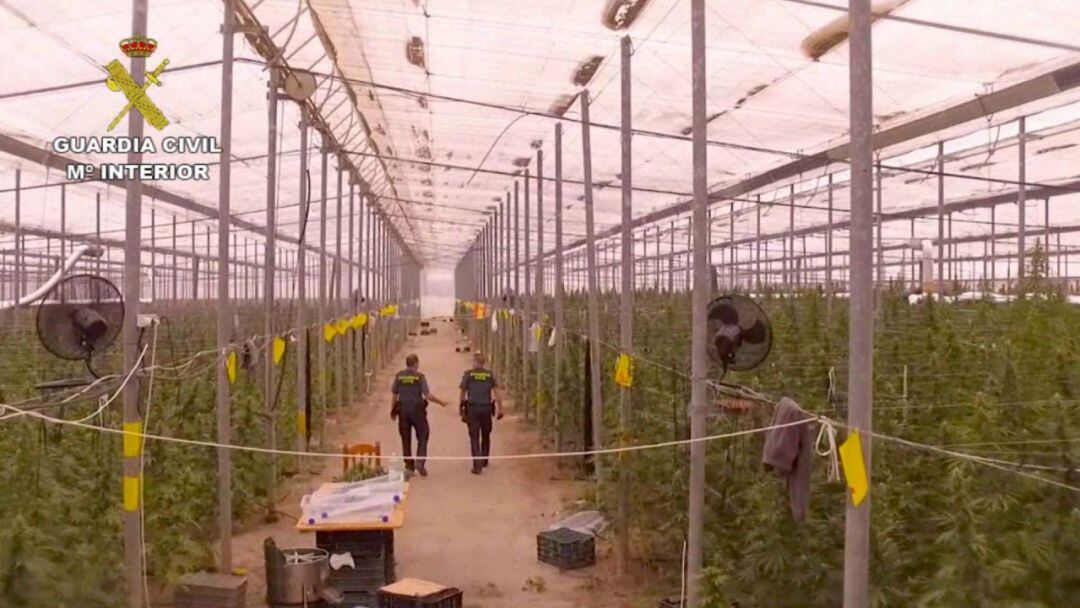 Un invernadero de Níjar cultivaba 8.000 plantas de marihuana entre tomates.