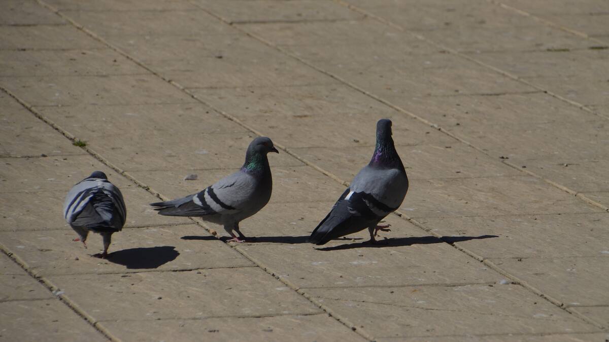 Barbastro continúa con la campaña de control de palomas