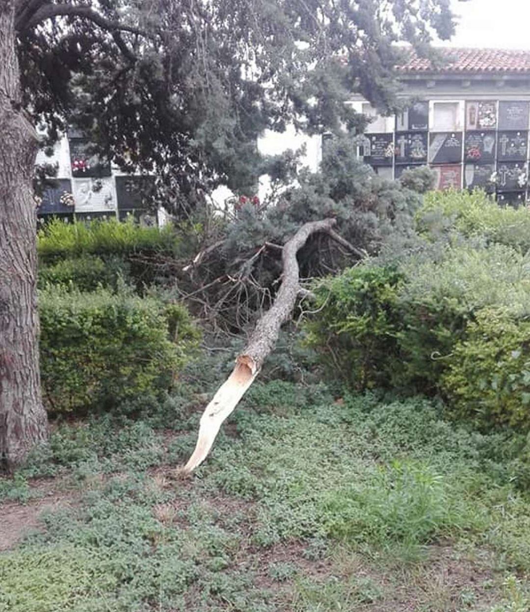 Cerrado el cementerio de Gandia, el viento ha arrancado una rama de un árbol.