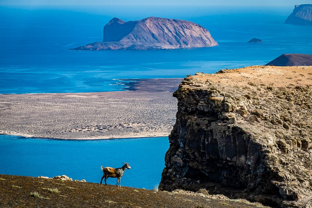 Una cabra en los alrededores del Risco de Famara.