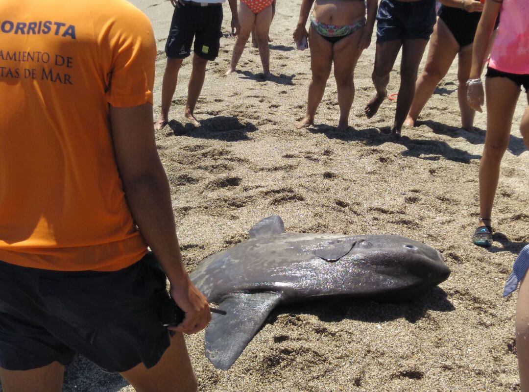 Imagen del Pez Luna por el que Equinac, la entidad autorizada para atender varamientos de animales marinos en Almería, ha anunciado que emprenderá acciones legales tras su muerte este miércoles después de que un hombre lo haya extraído del mar y se haya sentado sobre él en una playa de Roquetas de Mar (Almería).