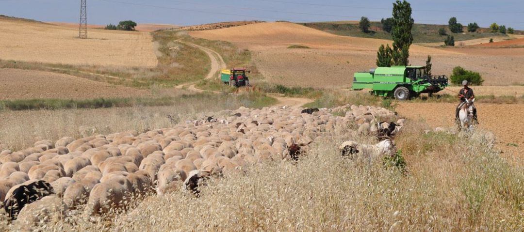 Trashumancia en la Cañada Real Conquense.