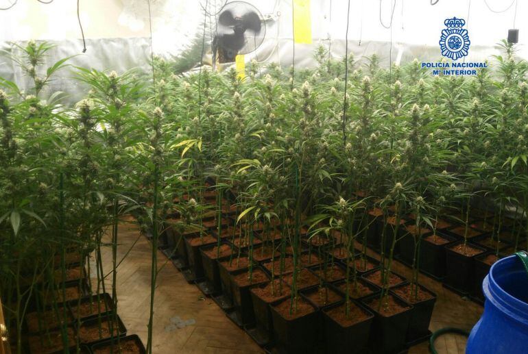 Plantas de marihuana en un laboratorio clandestino en Bargas