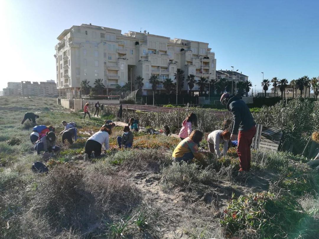 Decenas de voluntarios han participado este sábado en la retirada de plantas exóticas de València. 