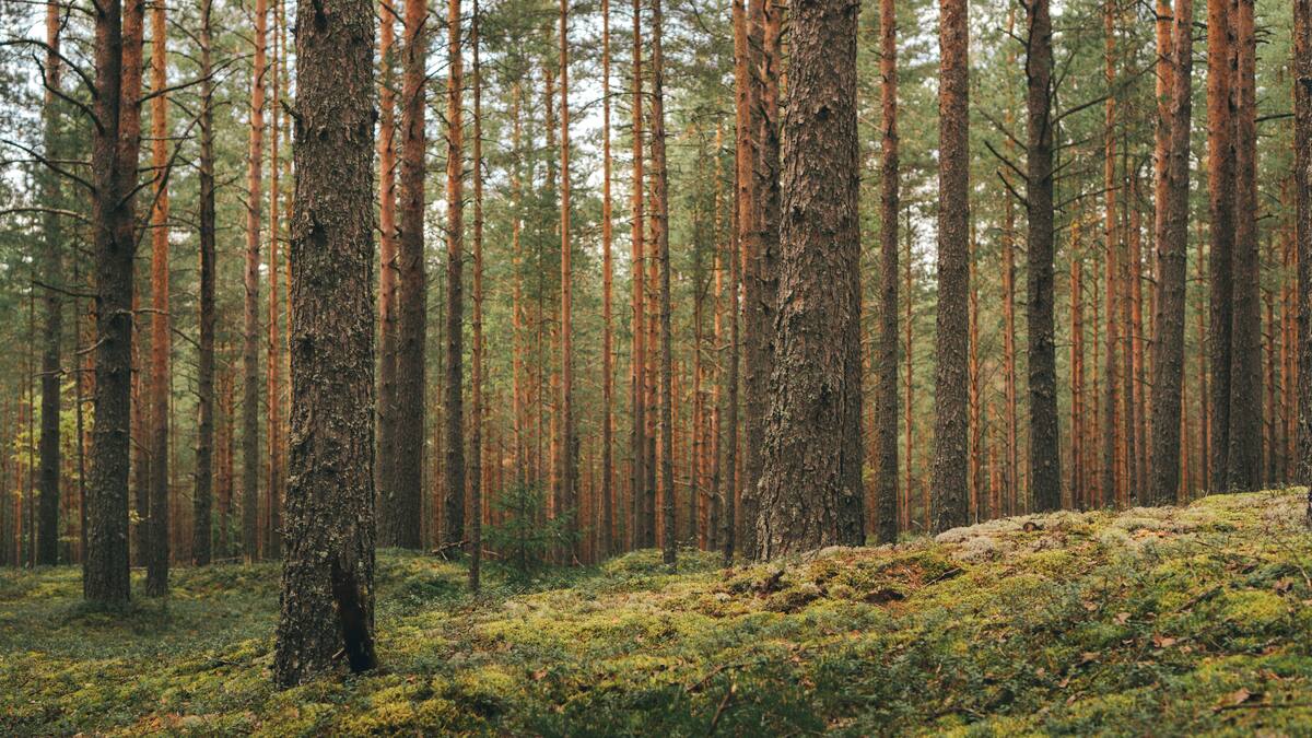 La receta verde: el bosque como prescripción médica