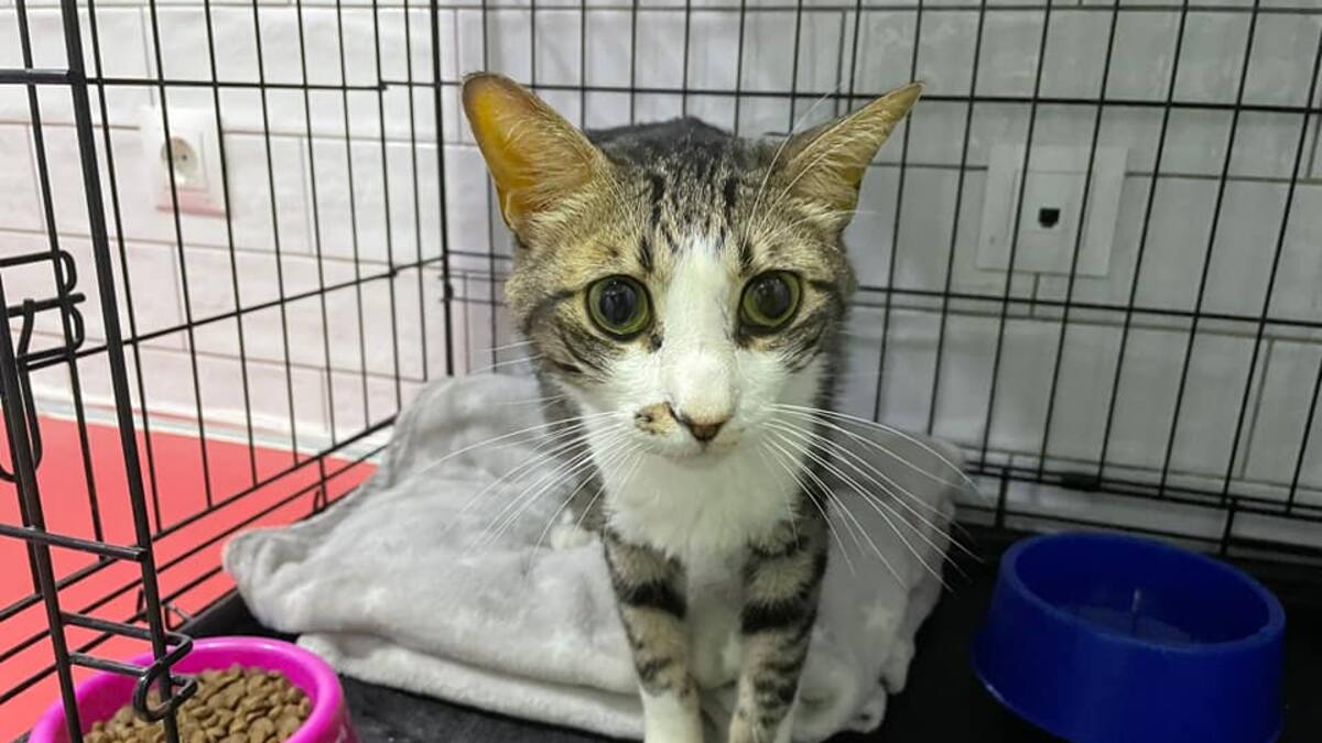 Entrevista con Francis Ciudad, presidenta de AIBA Valdemoro, sobre el estado del Centro de Protección Animal