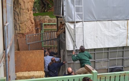 Traslado de jirafas de BIOPARC Valencia a Cabárceno