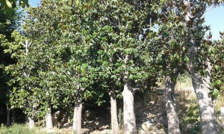 Magnolios plantados en el vivero municipal, retirados de la plaza de Santa María.