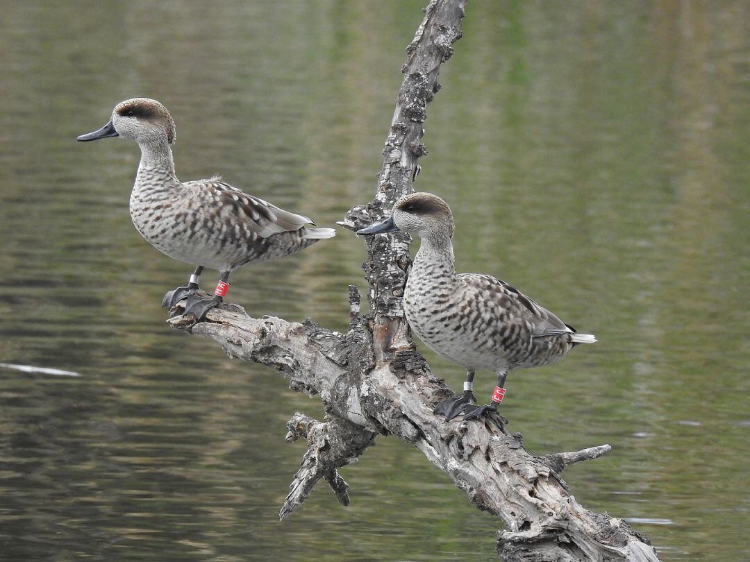 Dos de las cercetas pardillas en peligro de extinción