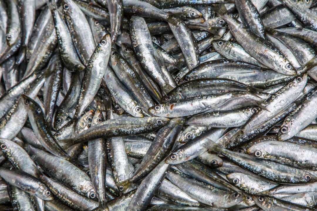 Sardinas, a la venta en la pescadería.