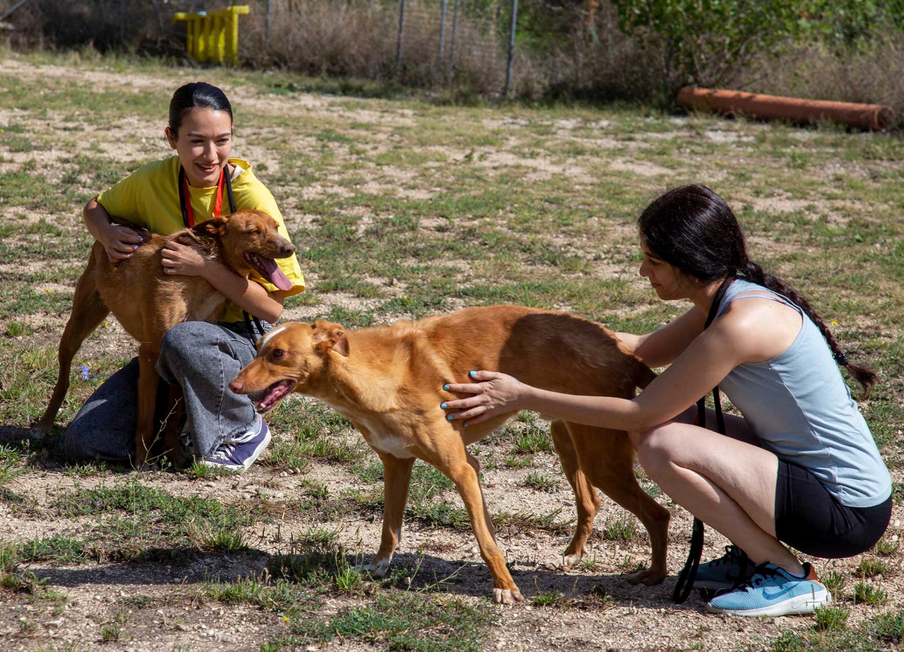 Imagen de voluntarias y perros en el Albergue Municipal