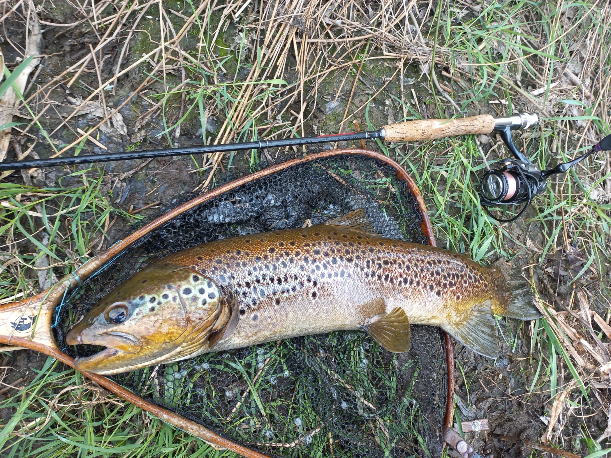 Ejemplar pescado en Ávila