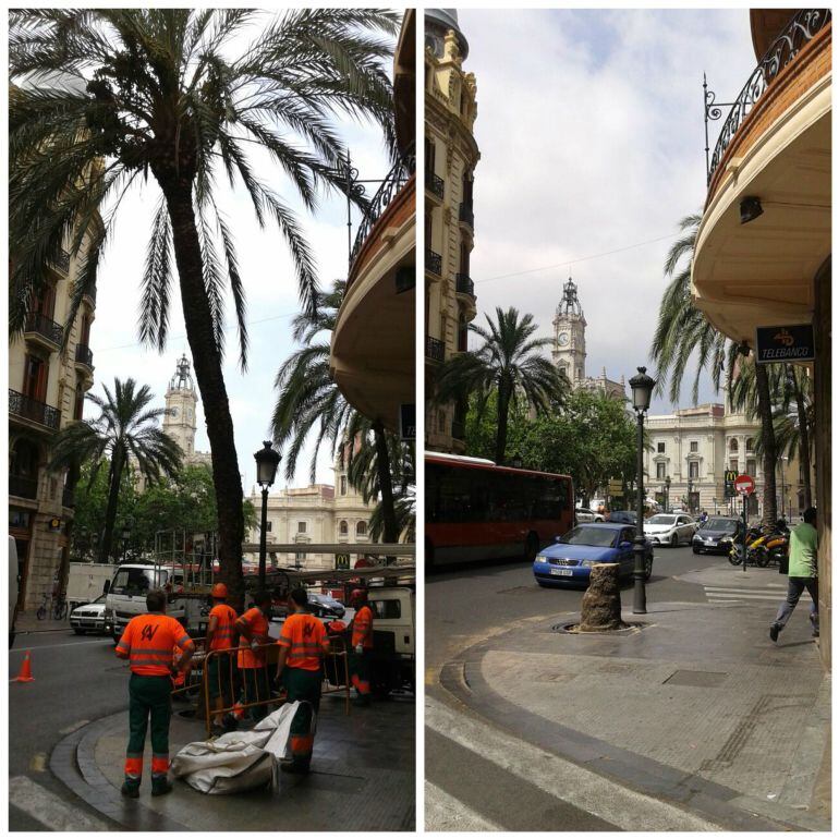 Revisión y tala de palmeras en el centro de Valencia