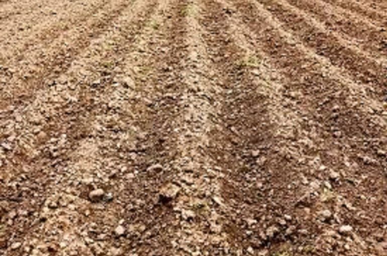 Los agricultores comienzan, tras las lluvias, la siembra