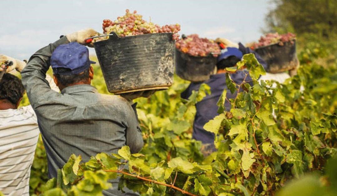 Se necesitan vendimiadores en el Bierzo