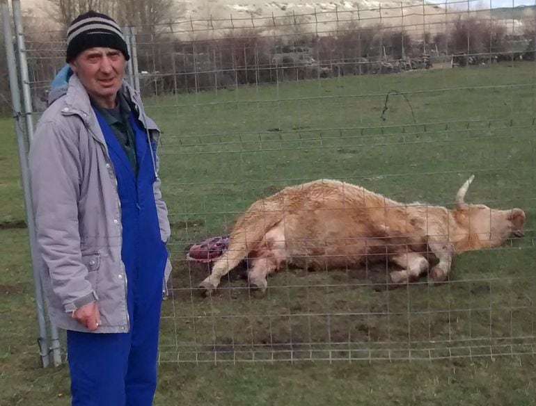 Vaca atacada por lobos cuando estaba pariendo en la Sierra Norte de Guadalajara