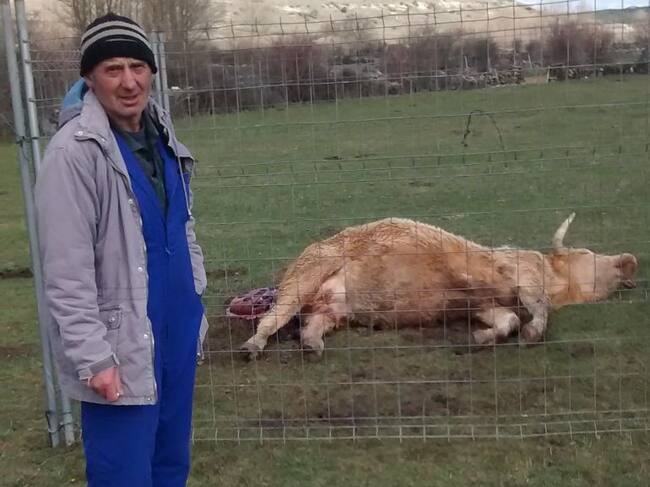 Vaca atacada por lobos cuando estaba pariendo en la Sierra Norte de Guadalajara