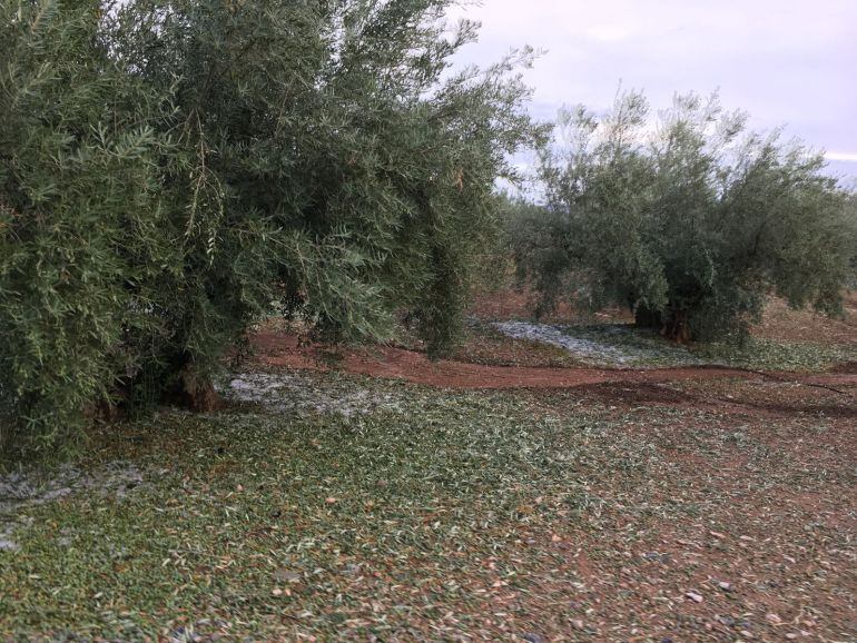 Olivar afectado por la tormenta de granizo caída en Alcaudete