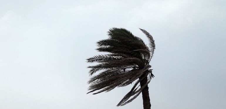 Palmera afectada por el viento