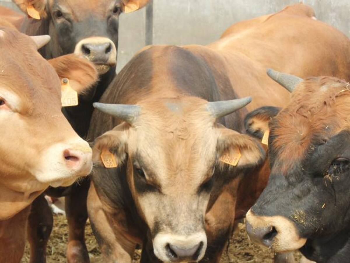 Agricultura descarta un nuevo caso sospechoso de Dermatosis Nodular Contagiosa en Camporrells