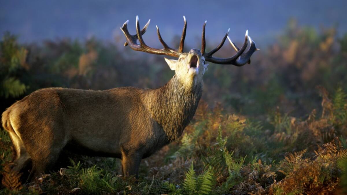 La berrea en la Serranía de Cuenca: ¿cuáles son los mejores sitios para escucharla?