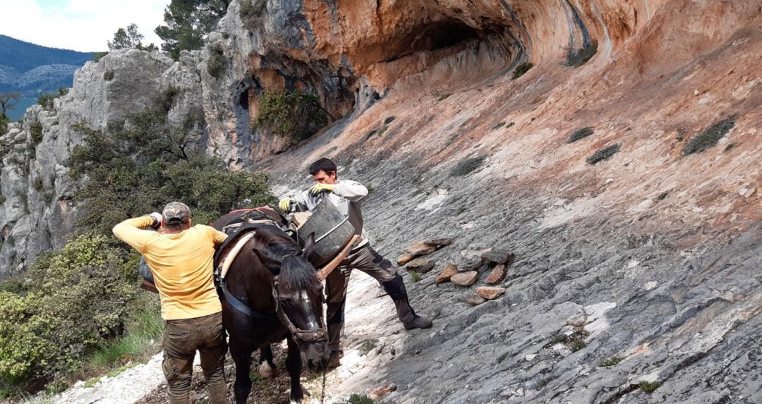 El material para las actuaciones se ha subido hasta los abrigos de las pinturas de forma tradicional con mulas