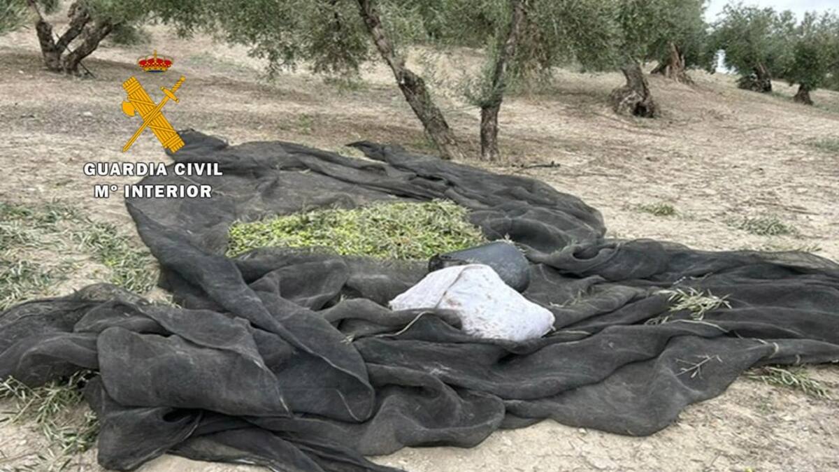 Siete investigados por hurtar aceituna de cornezuelo en la provincia de Jaén