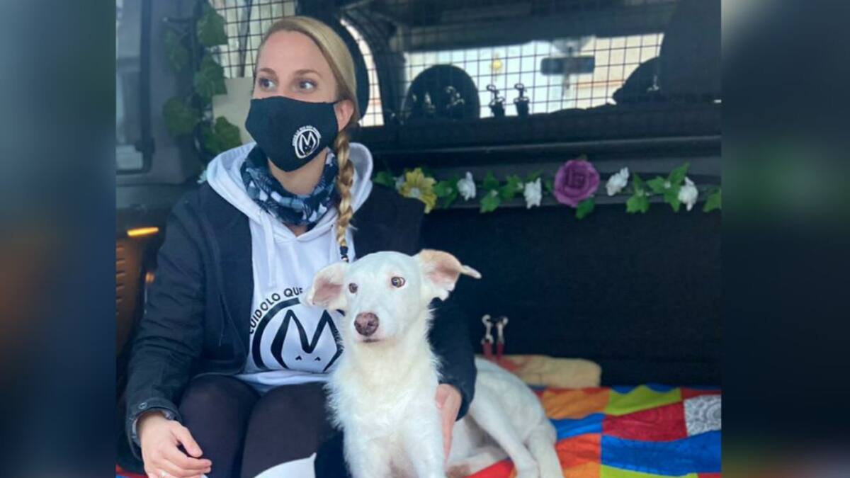 ¿Conoces ya el taxi para mascotas?