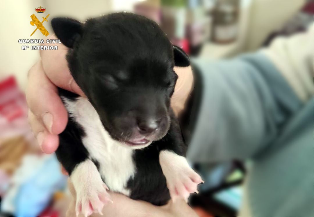 Cachorro encontrado en un contenedor de basura en Ramales de la Victoria