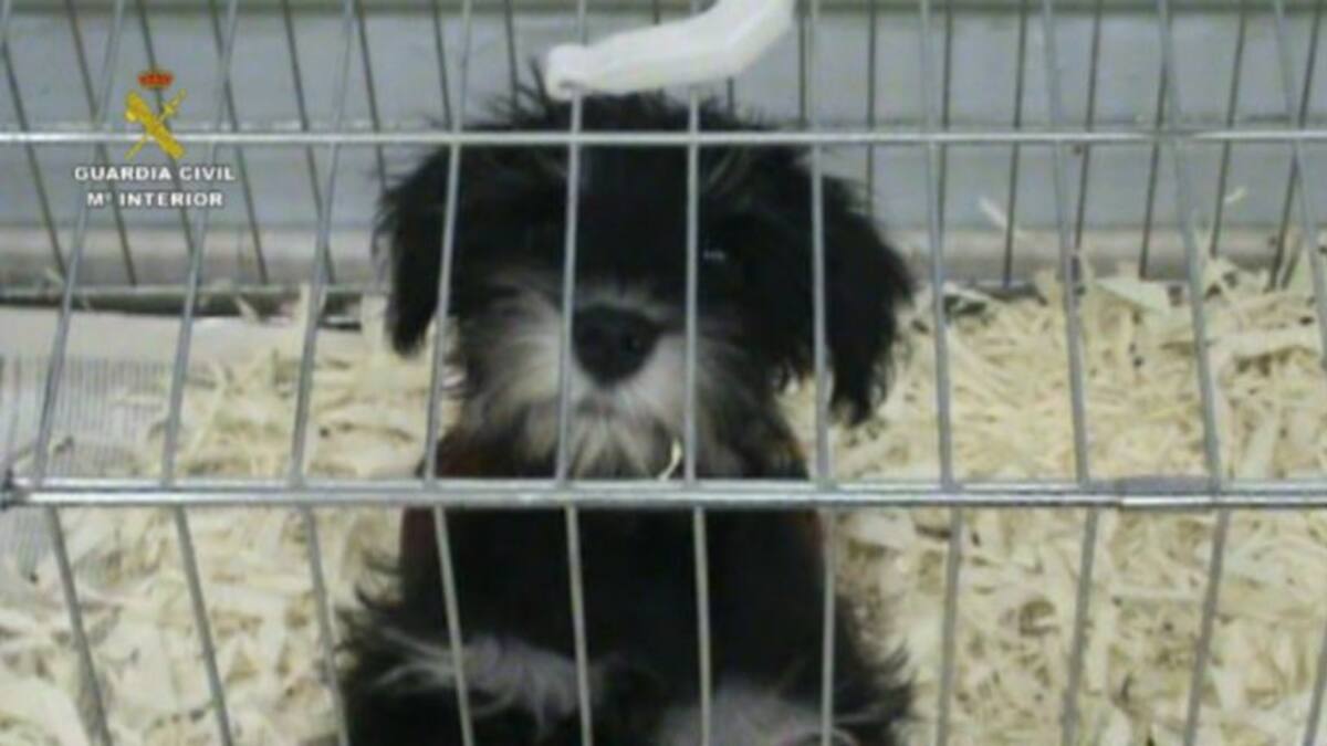 La Guardia Civil interviene 73 cachorros de perro en el aeropuerto de Barajas