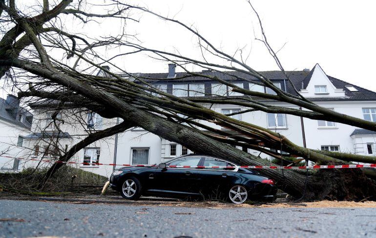  Un árbol caído sobre un coche en Dortmund (Alemania) hoy, 18 de enero de 2018