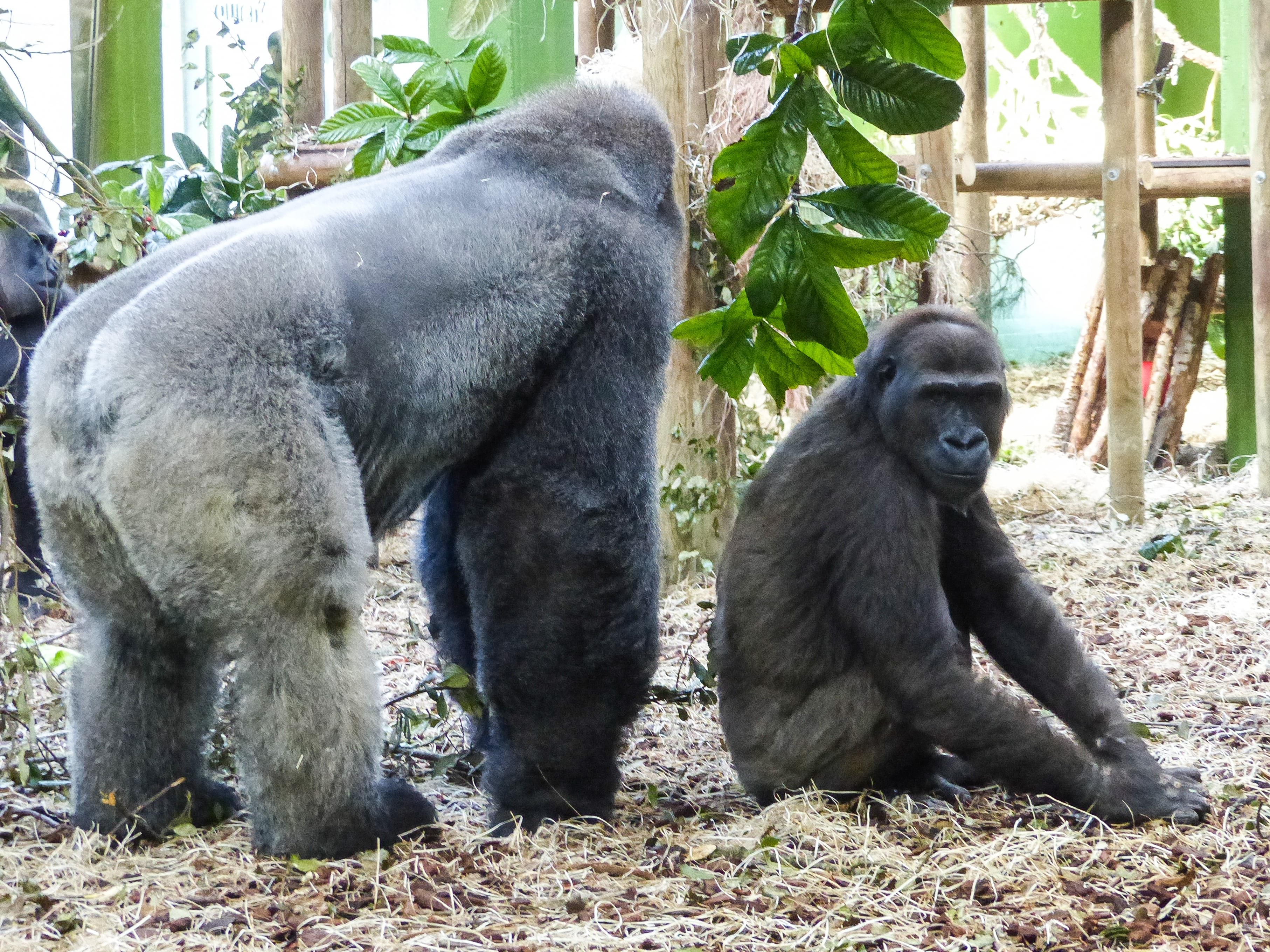 Xesta ya se encuentra en el recinto de gorilas de Cabárceno